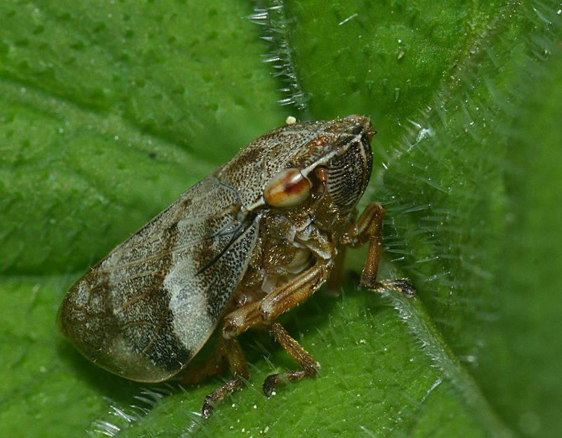 La cicadelle écumeuse (Philaenus spumarius)